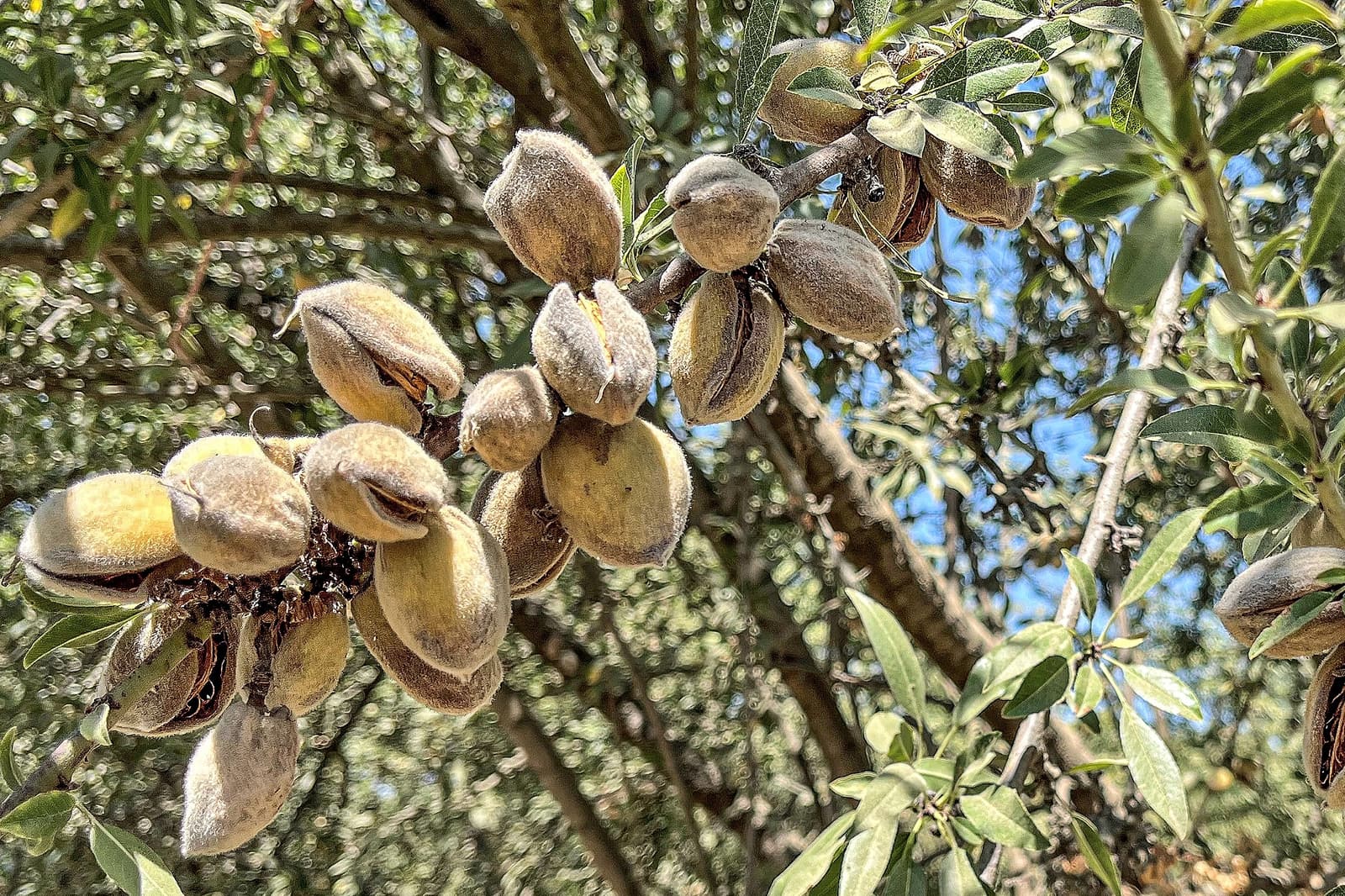 Close-up of clusters of unripe almonds growing on a tree branch with green leaves, under natural daylight.