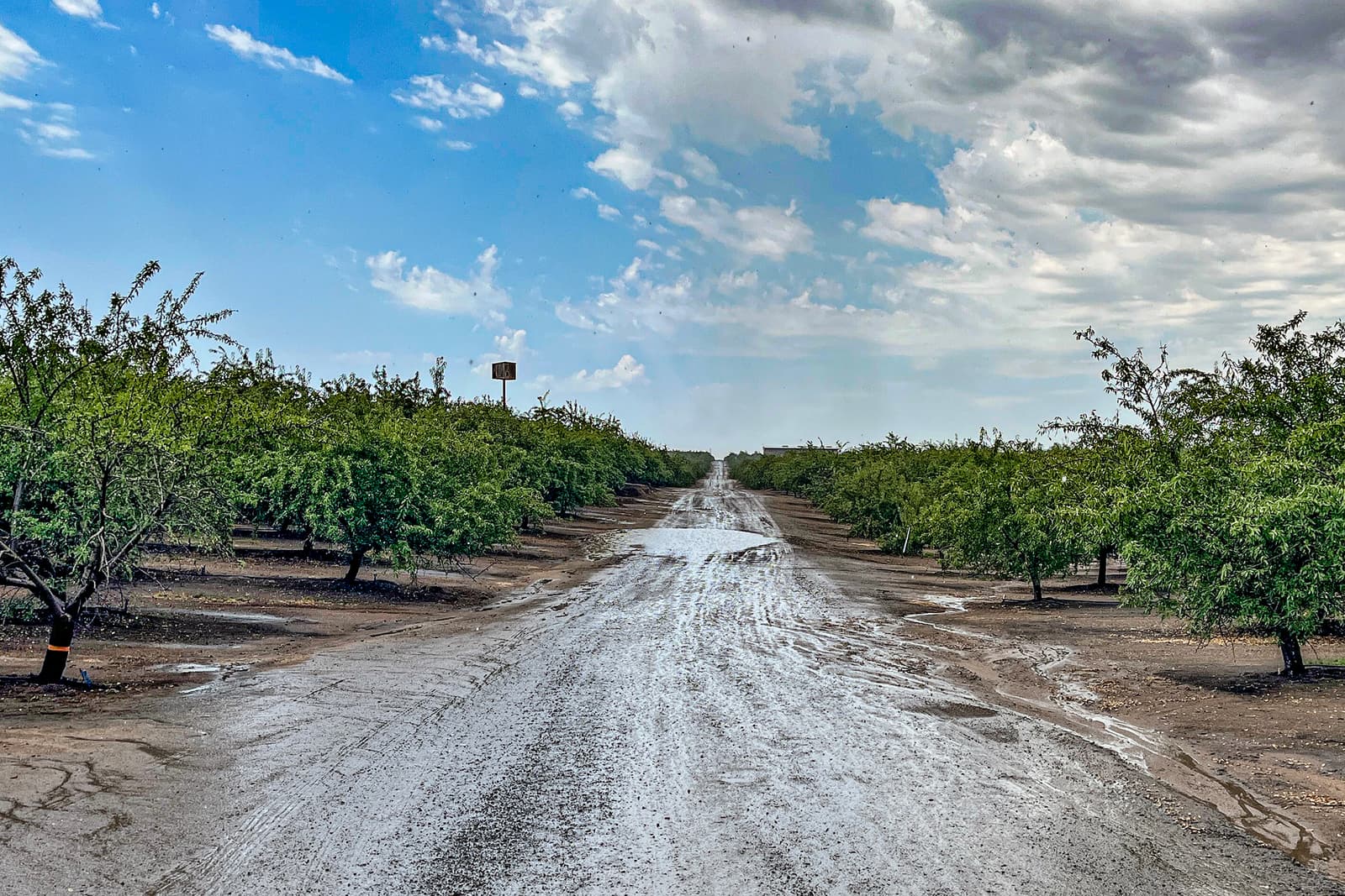 A muddy farm road runs between rows of green trees under a partly cloudy sky, with a water tower visible in the distance.