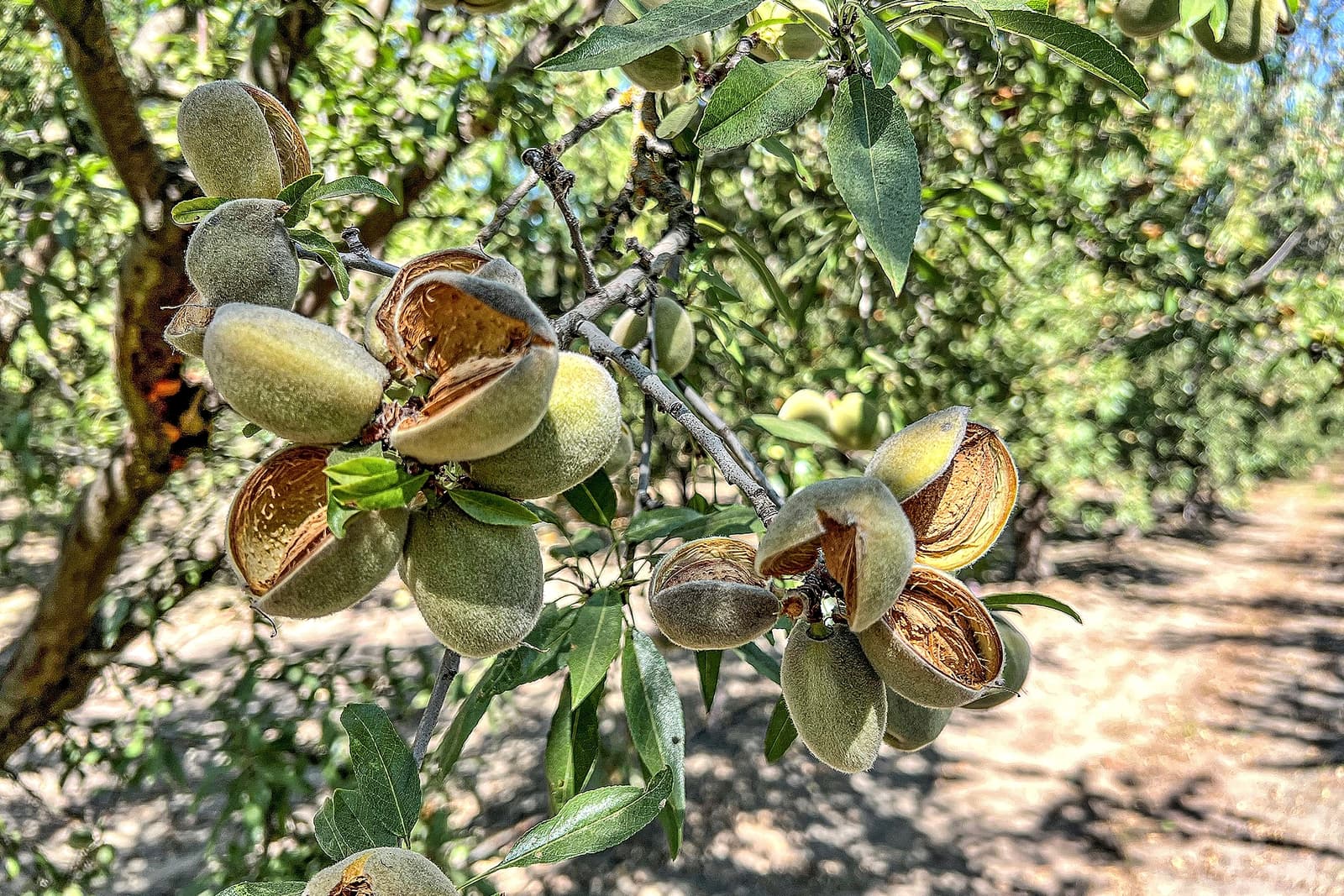 Almonds growing on a tree, some shells split open to reveal the nuts inside, surrounded by green leaves in a sunny orchard.