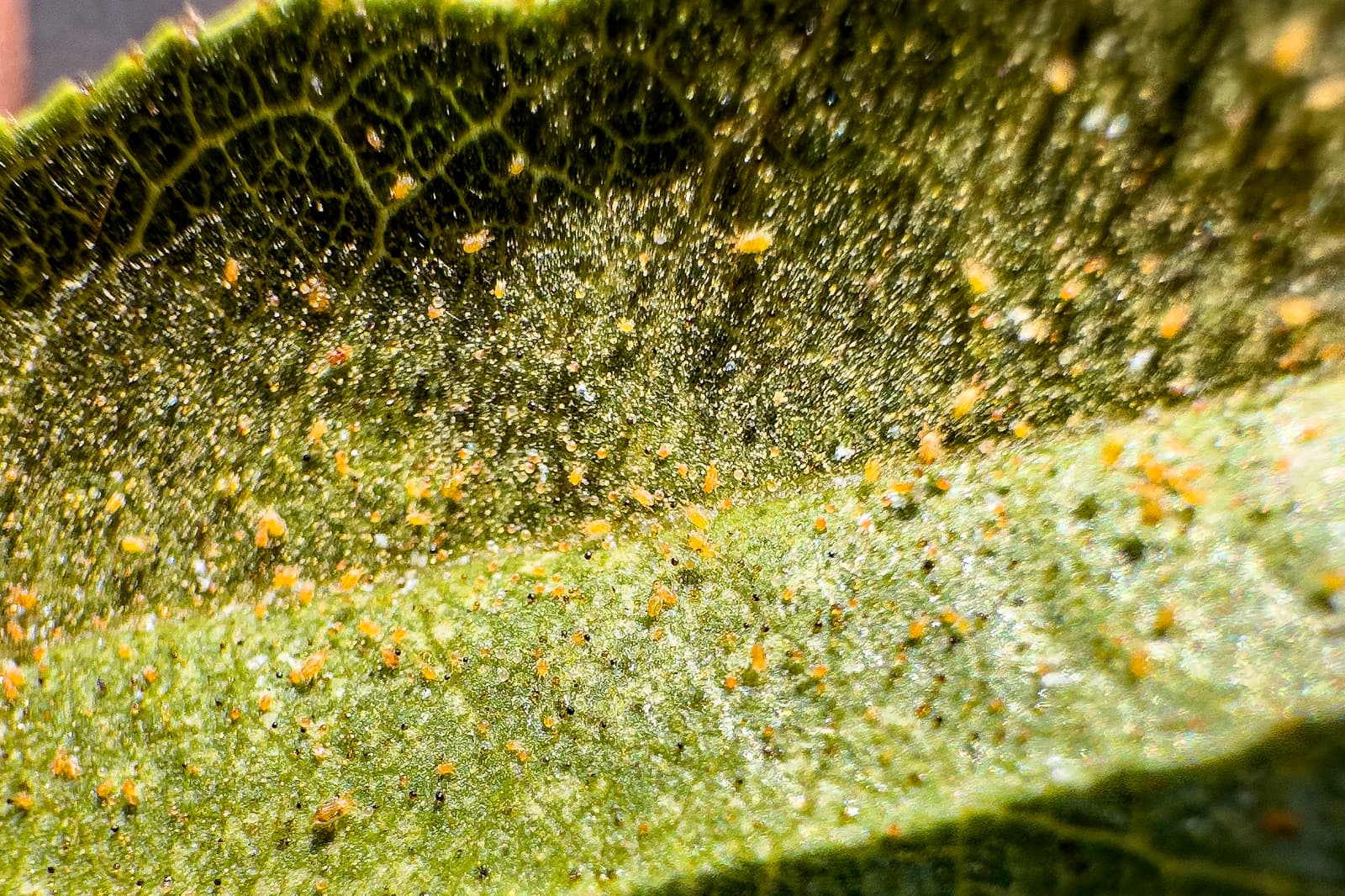 Close-up of a green leafs surface covered with numerous tiny yellow-orange specks, possibly indicating the presence of pests or disease.