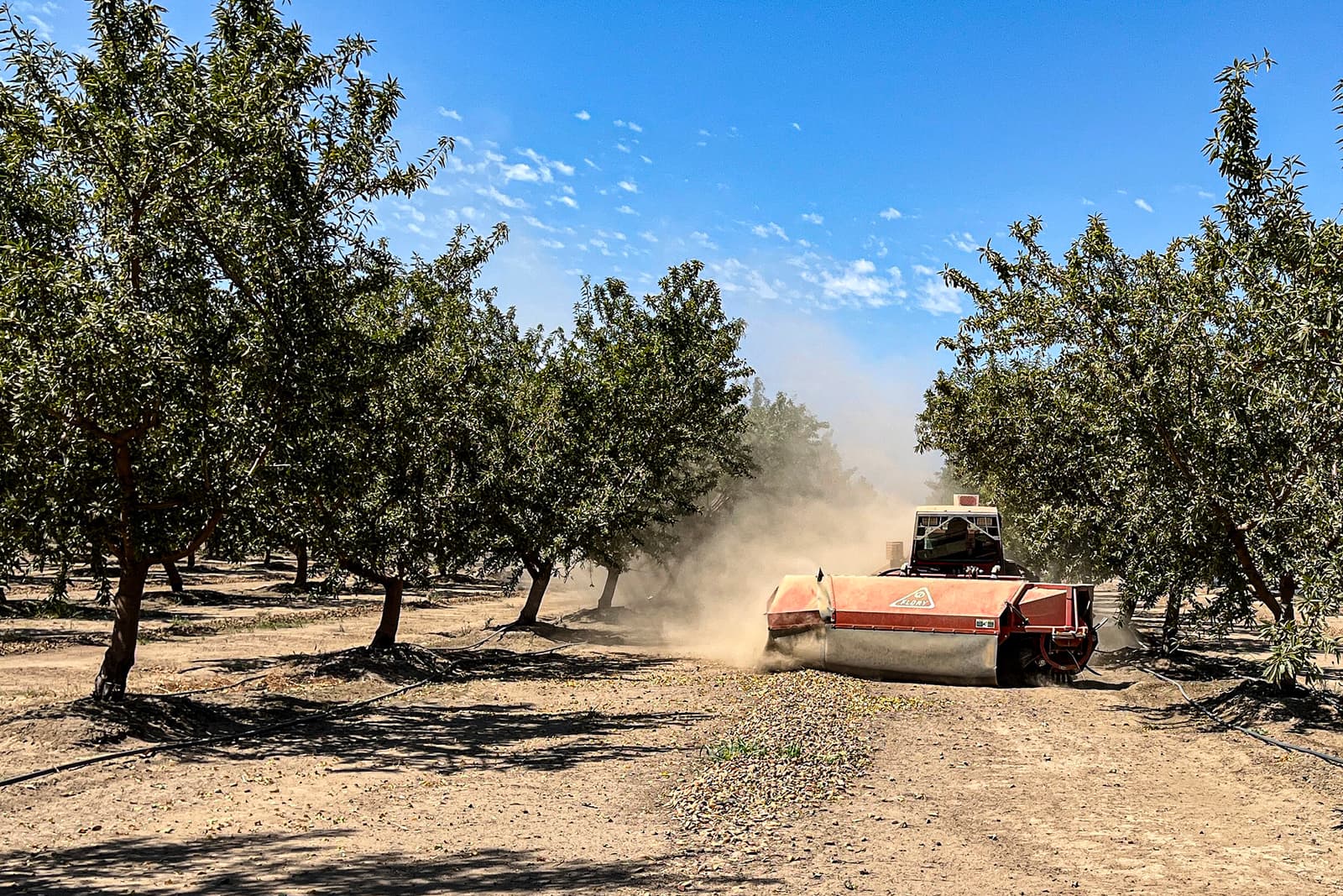 A machine collects fallen nuts in a dry orchard, creating a dust cloud under a clear blue sky lined with rows of trees.