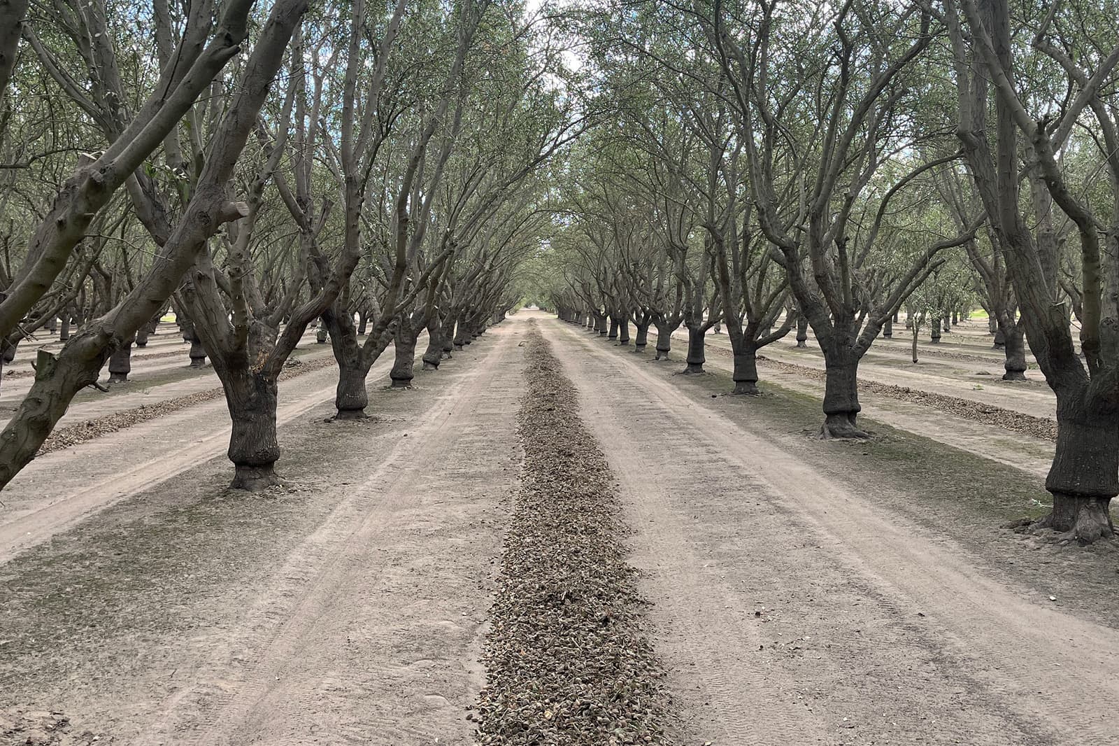 A straight dirt road runs through a symmetrical orchard with evenly spaced rows of trees and a line of fallen leaves in the center.
