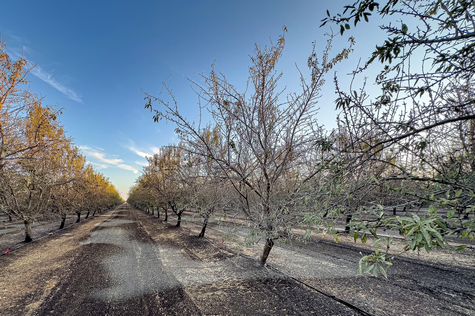 Rows of bare trees in an orchard with blue sky above; sunlight illuminates some trees while others cast shadows on the ground.