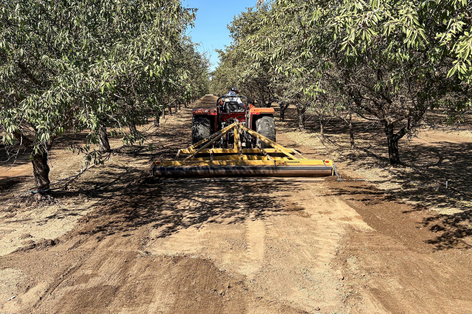 A tractor pulls a large attachment to smooth dirt between rows of trees in an orchard under a clear blue sky.