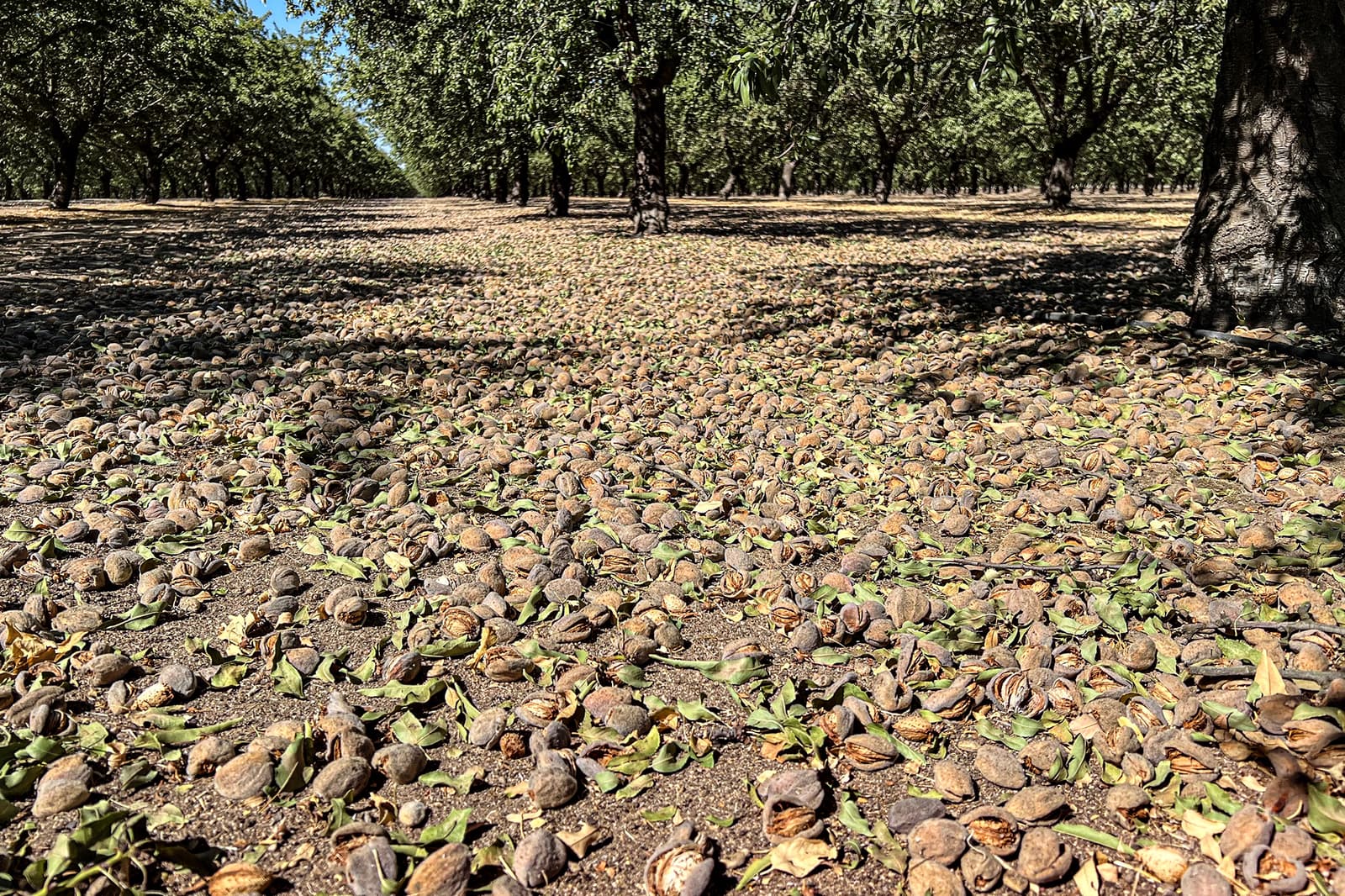Rows of almond trees with harvested almonds scattered across the ground under dappled sunlight.