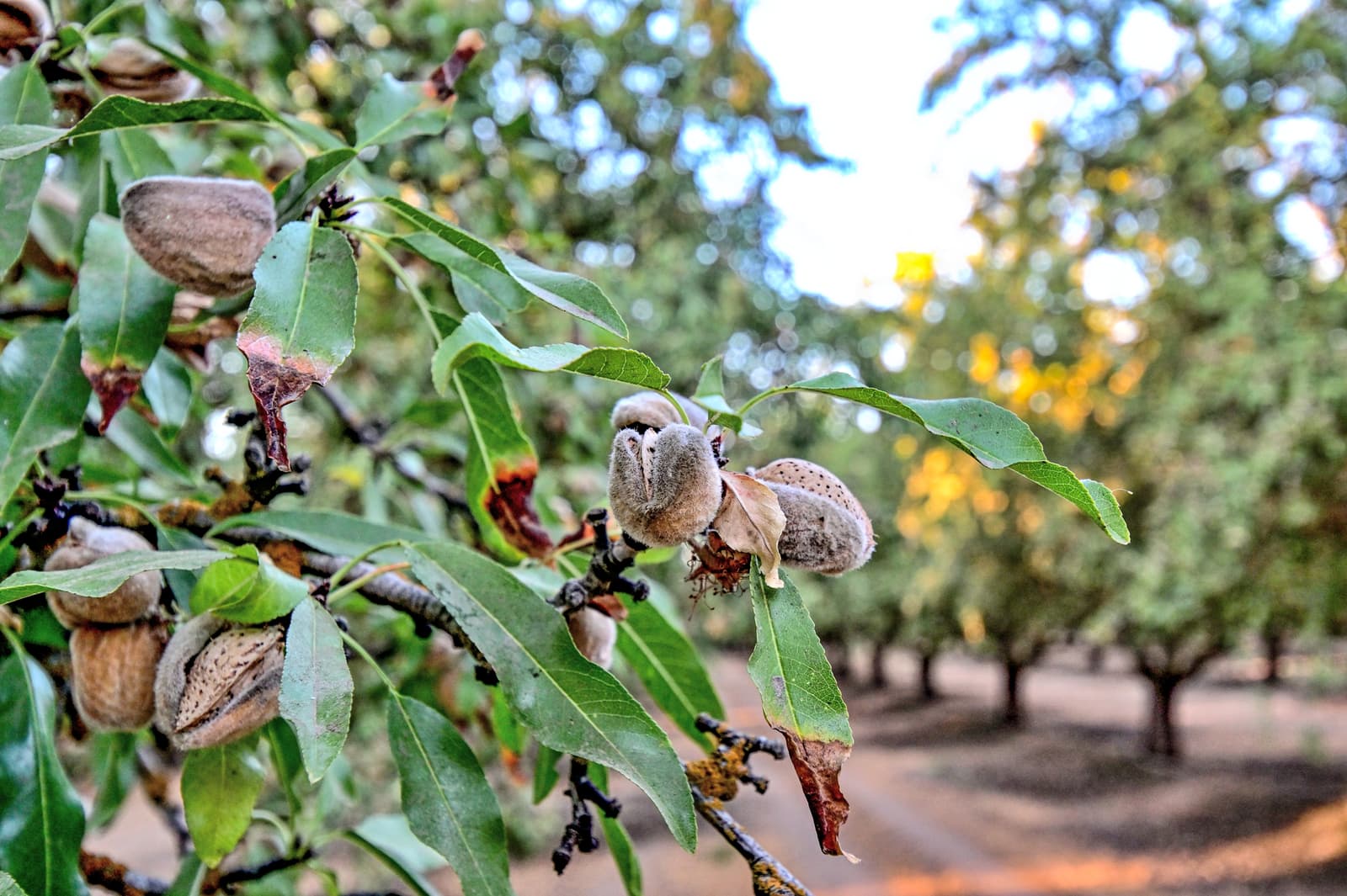 Close-up of almonds growing on a tree branch, with green leaves and more almond trees visible in the blurred background.