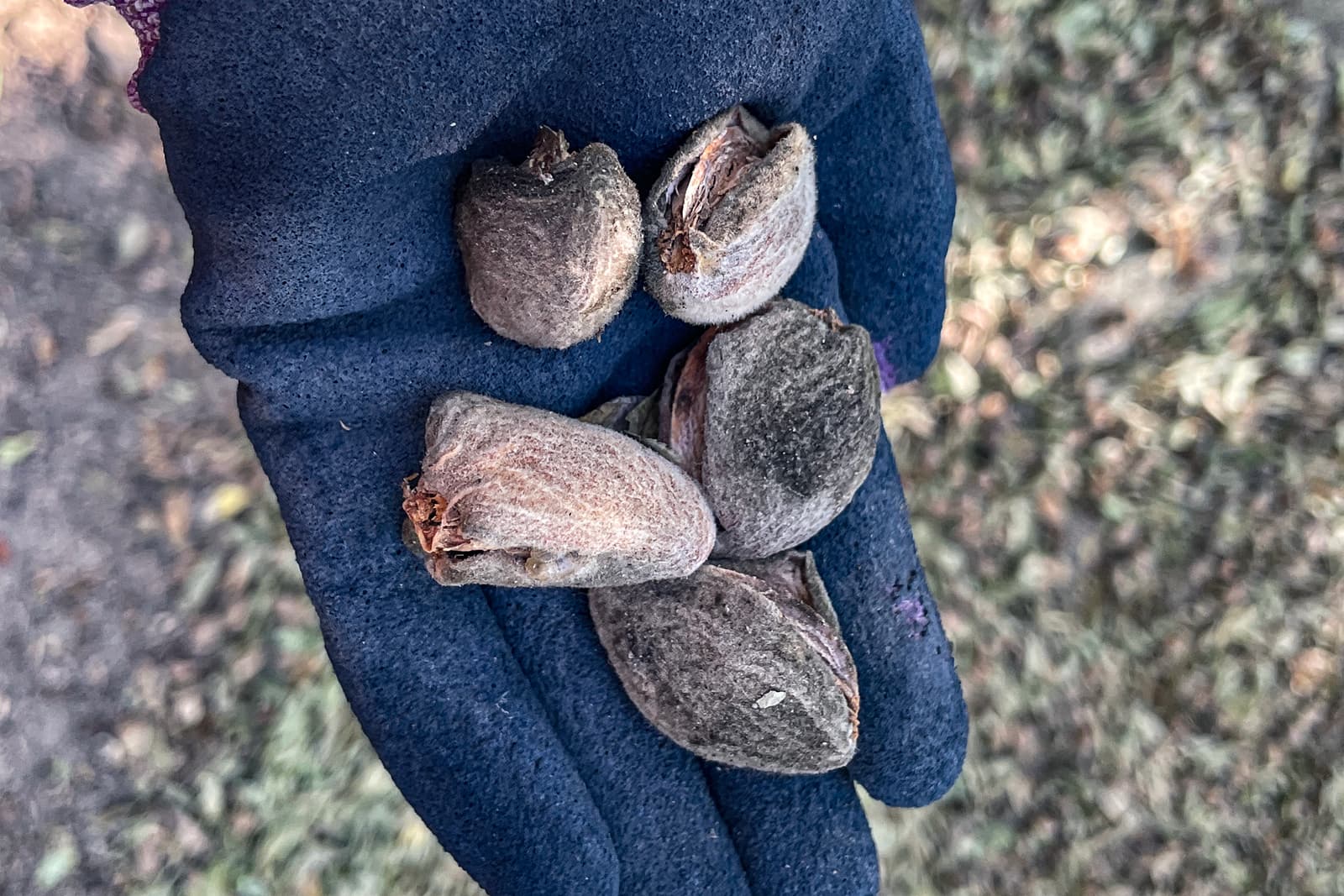 A gloved hand holds four fuzzy peach pits outdoors, with grass and leaves visible in the blurred background.
