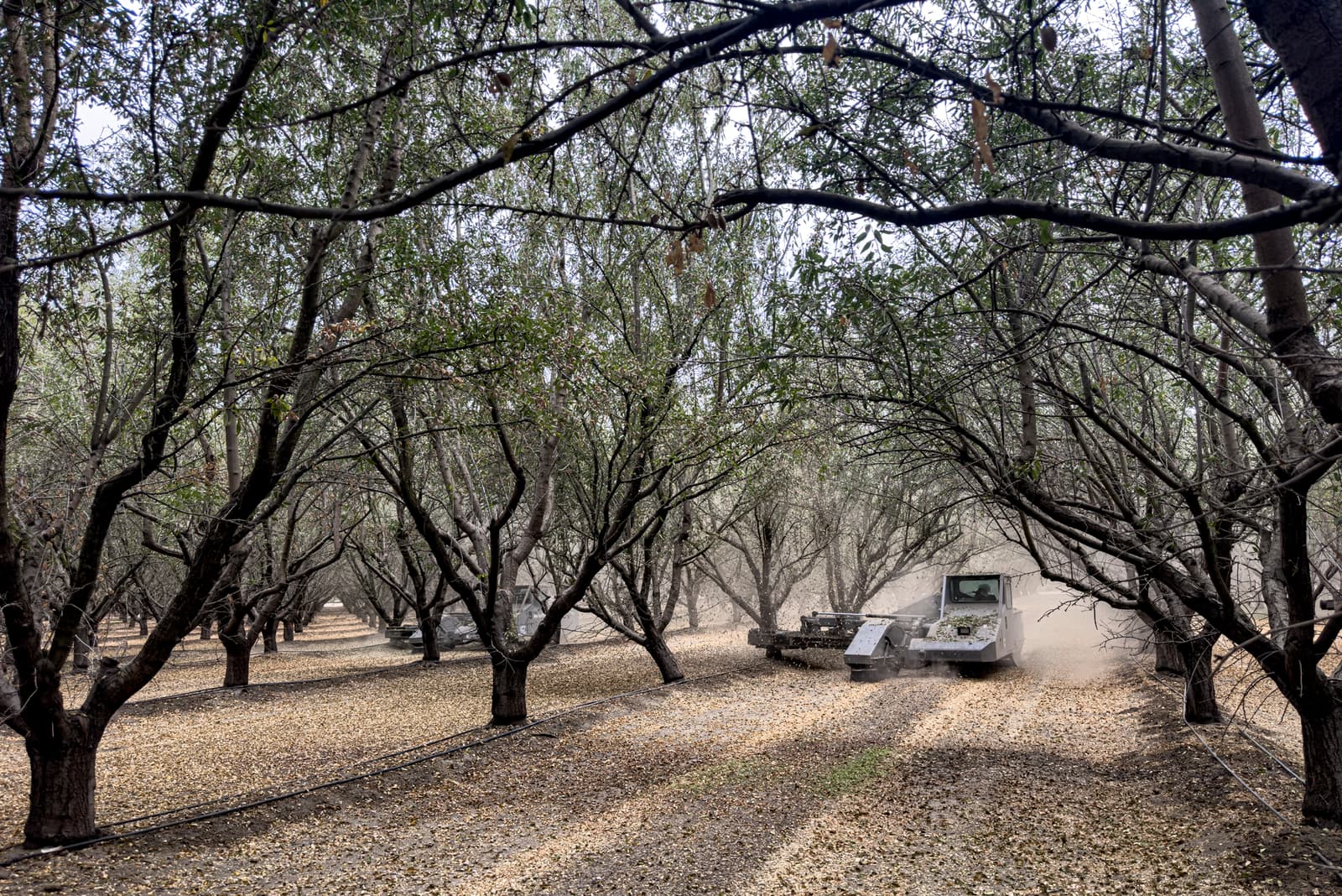 A tractor drives through rows of trees in an orchard, kicking up dust as it moves over fallen leaves on the ground.