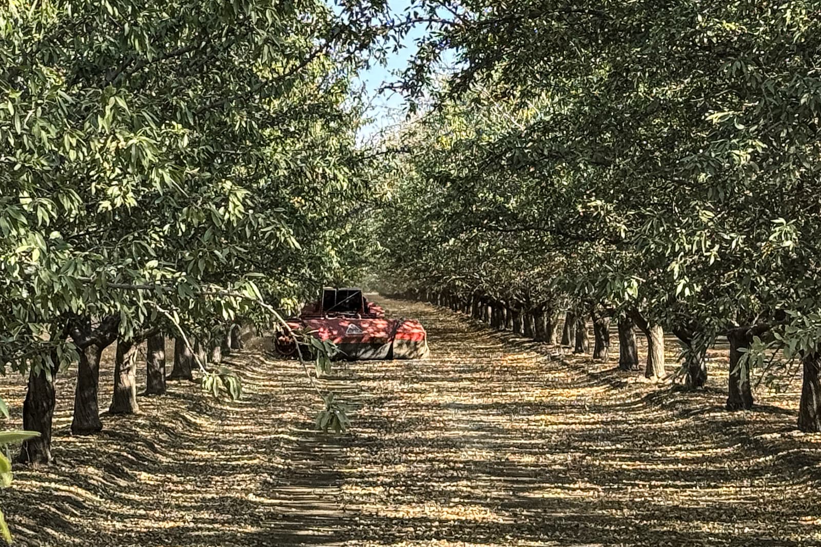 A red farm machine is parked between rows of trees in an orchard, with fallen leaves scattered on the ground.