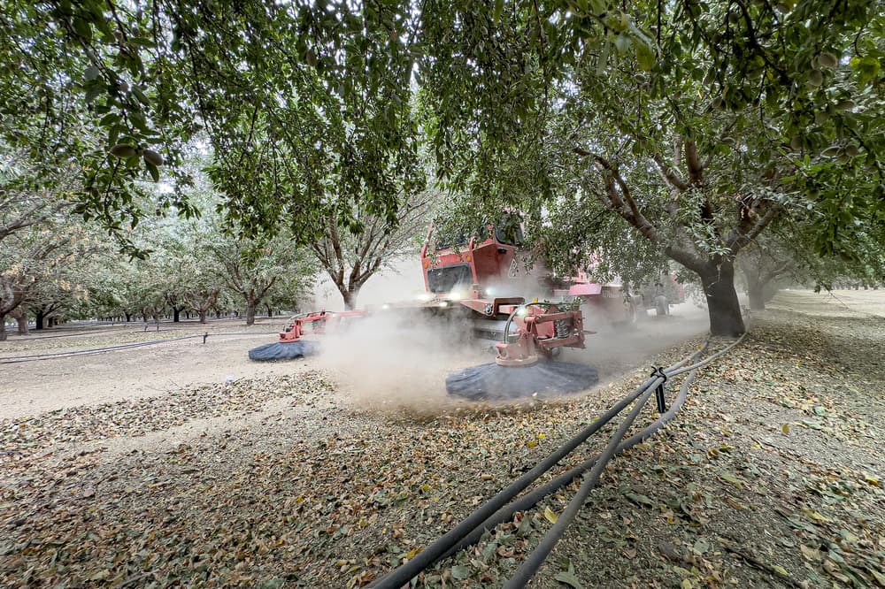 A red machine harvests crops in an orchard, kicking up dust among rows of trees. Hoses and fallen leaves are visible on the ground.