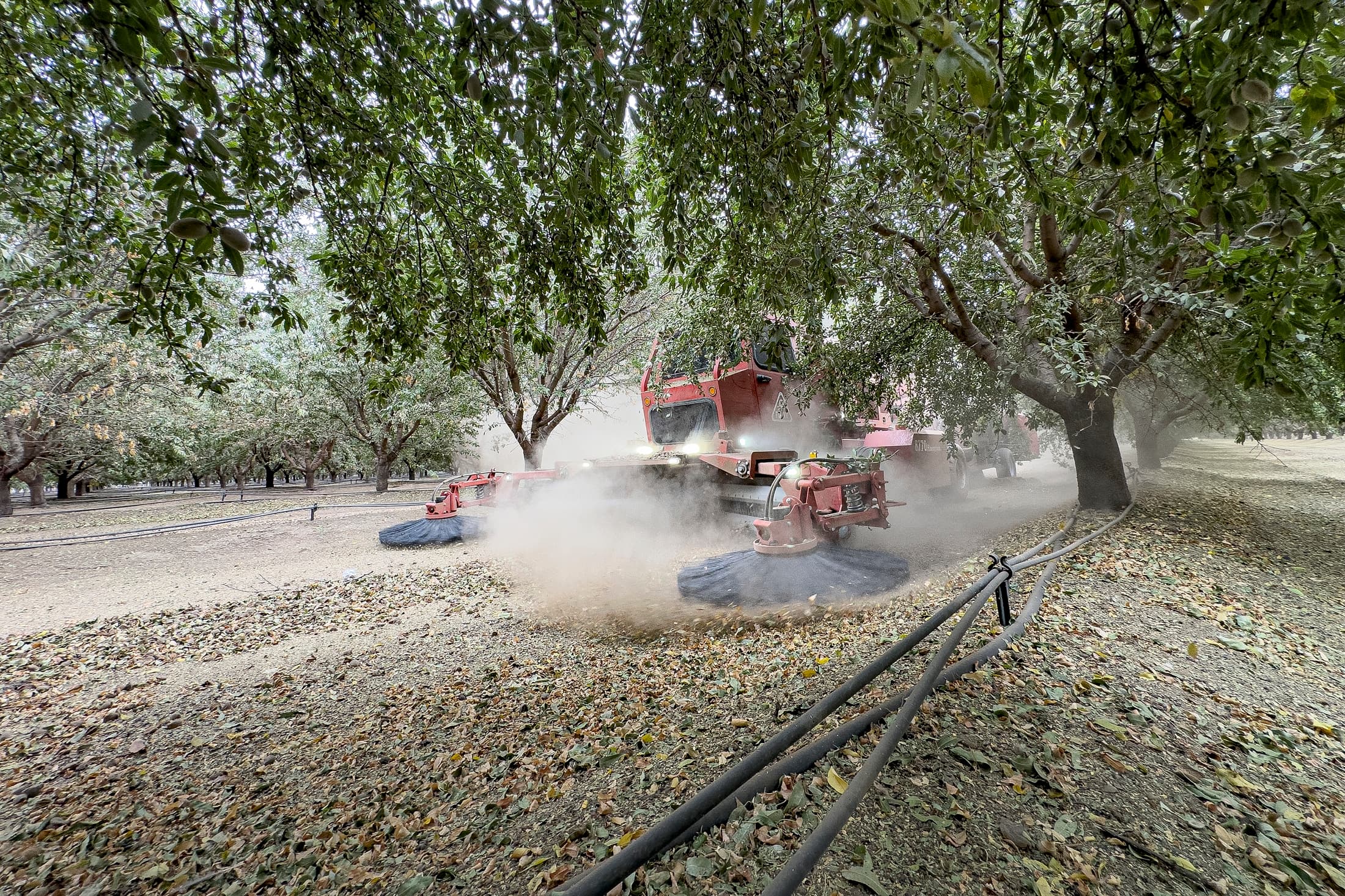 A red machine harvests crops in an orchard, kicking up dust among rows of trees. Hoses and fallen leaves are visible on the ground.