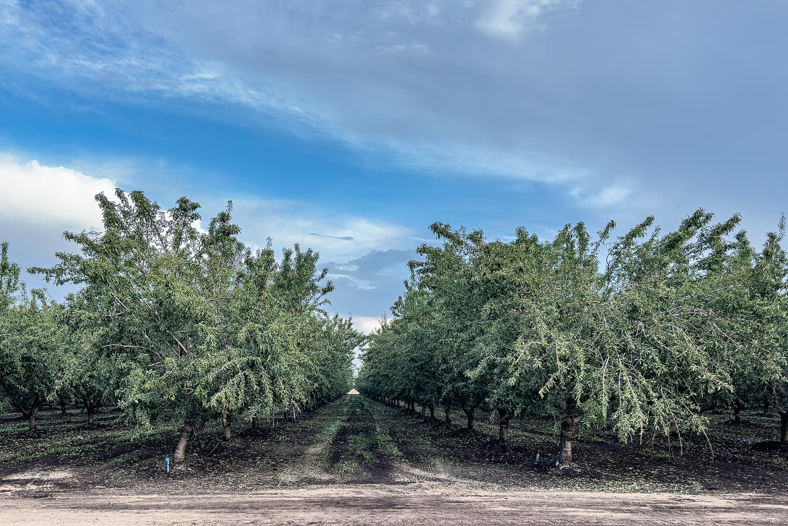 Rows of trees in an orchard stretch into the distance under a blue sky with scattered clouds.