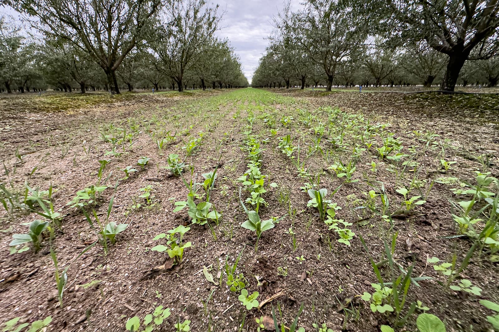 Young seedlings grow in neat rows between mature trees in an orchard, with cloudy sky overhead and green foliage visible in the background.
