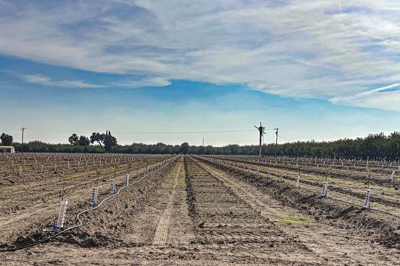 Rows of young trees planted in a large, tilled agricultural field under a partly cloudy sky, with irrigation lines and wind machines visible.