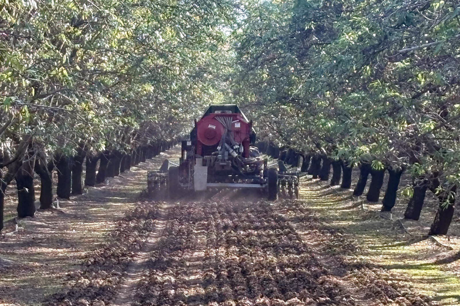 A tractor drives between rows of trees in an orchard, turning the soil and leaving furrowed tracks behind.