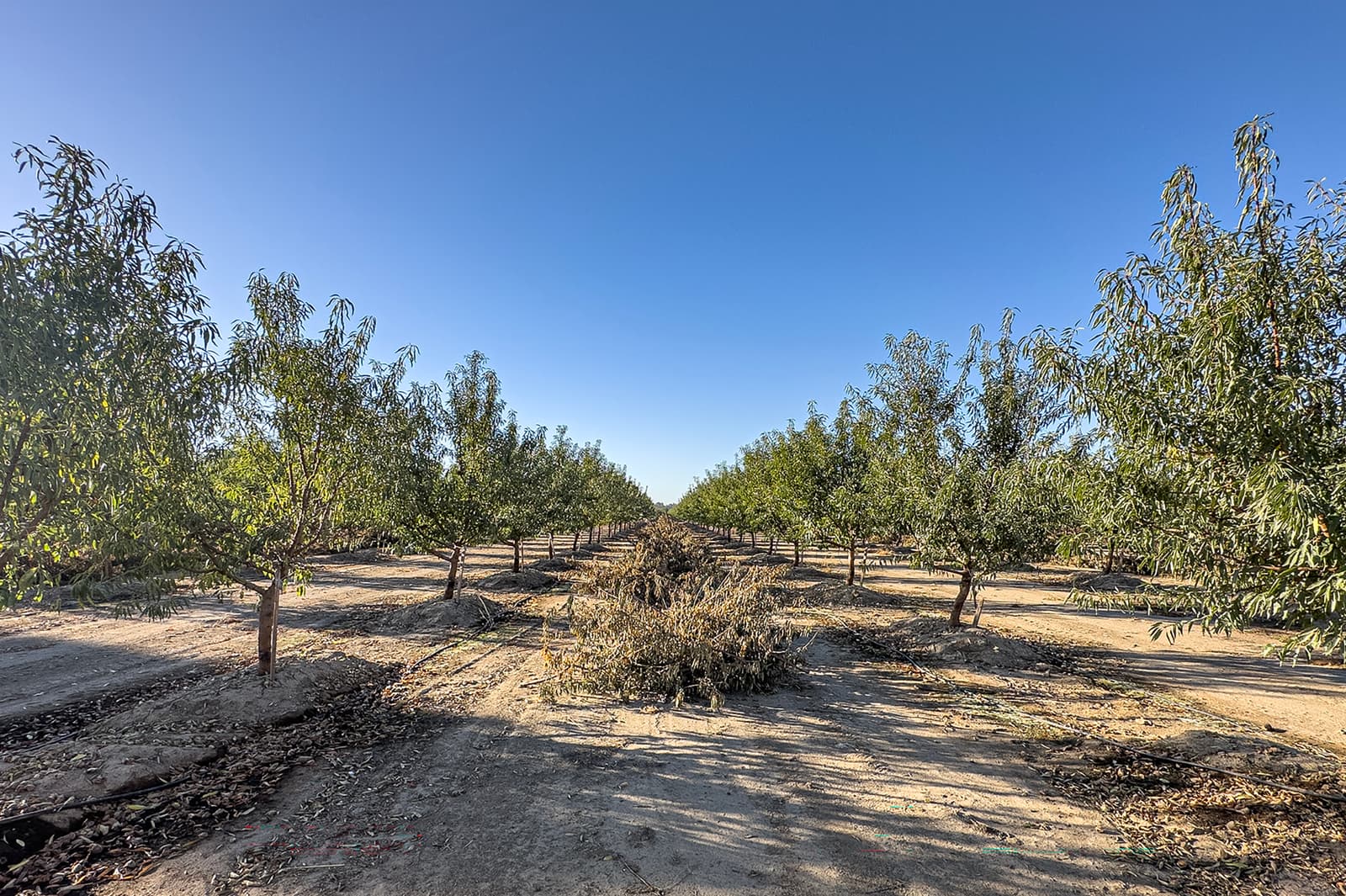 Rows of young trees in an orchard with pruned branches piled on the ground under a clear blue sky.