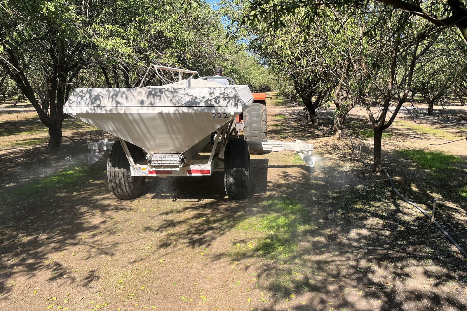 A fertilizer spreader is pulled by a tractor through an orchard, distributing material onto the ground beneath the trees.