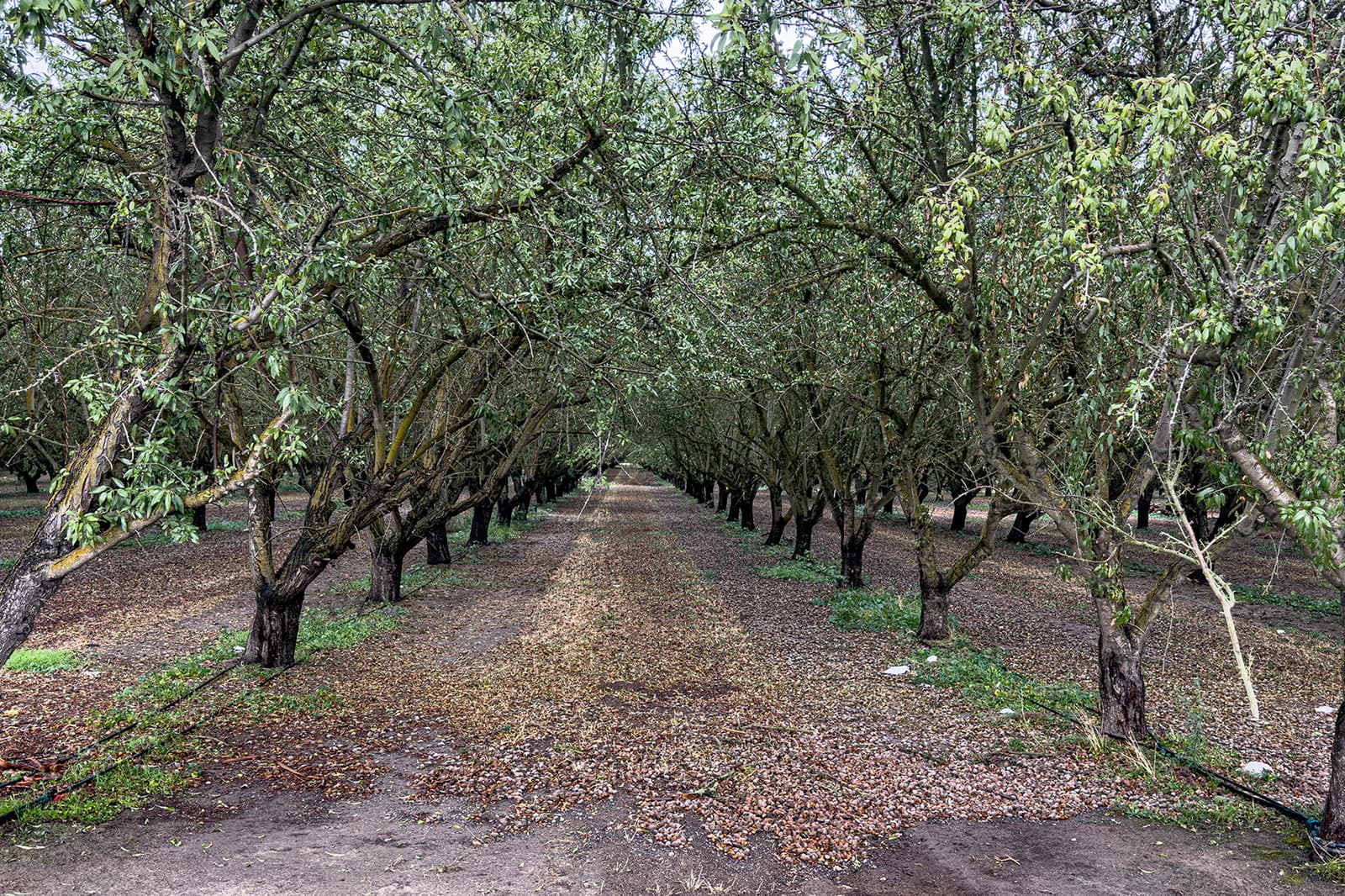 Rows of mature trees in an orchard with fallen leaves and nuts covering the ground on a cloudy day.