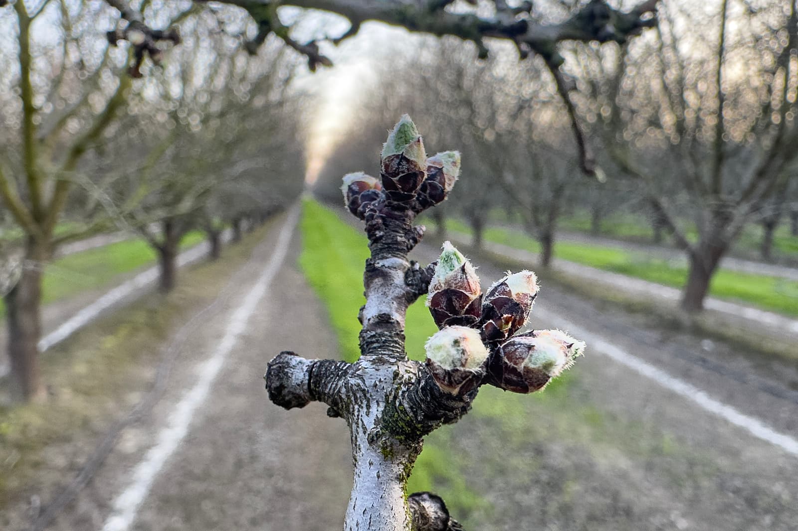 Tree branch with budding flowers in focus, set against a blurred background of a tree-lined orchard with green grass and dirt paths.