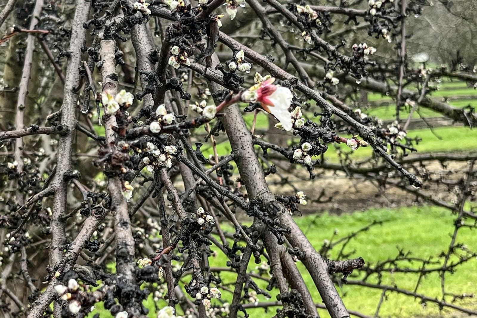 Close-up of tree branches with clusters of small white buds and one open blossom, set against a blurred green and brown background.