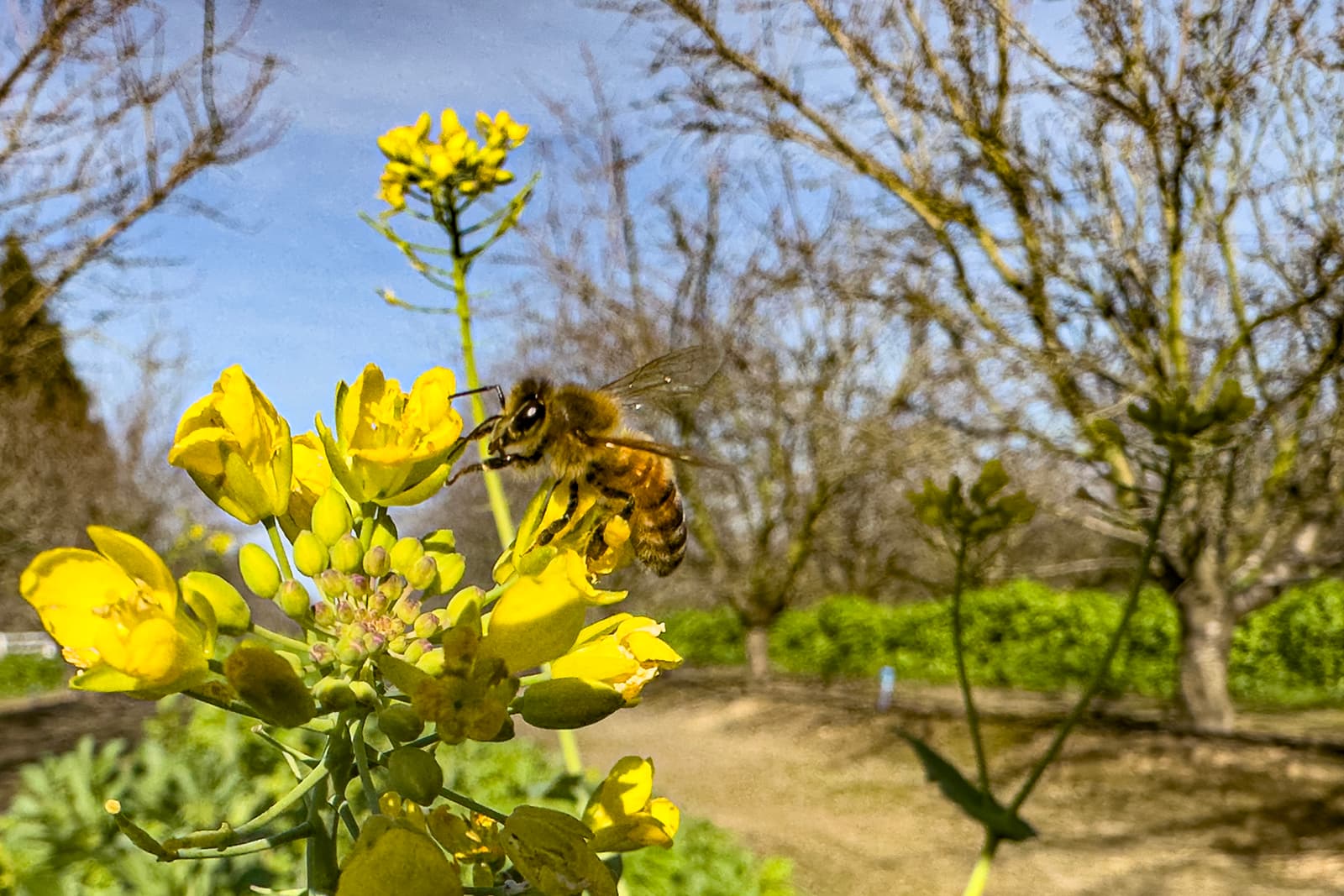 A bee collects nectar from a cluster of yellow flowers in an outdoor garden with trees and blue sky in the background.