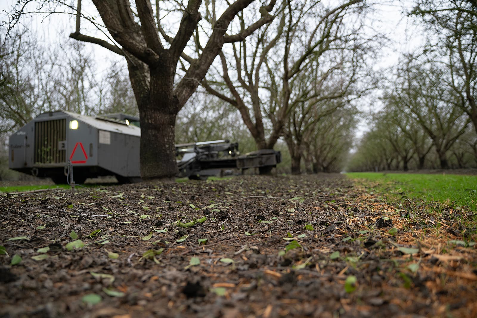 A machine moves between rows of leafless trees in an orchard, with muddy ground and scattered green leaves visible in the foreground.