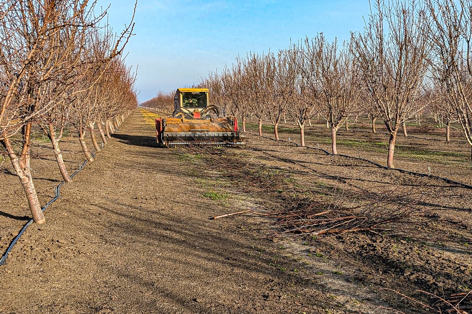 A tractor moves between rows of bare trees in an orchard, collecting trimmed branches from the ground on a clear day.