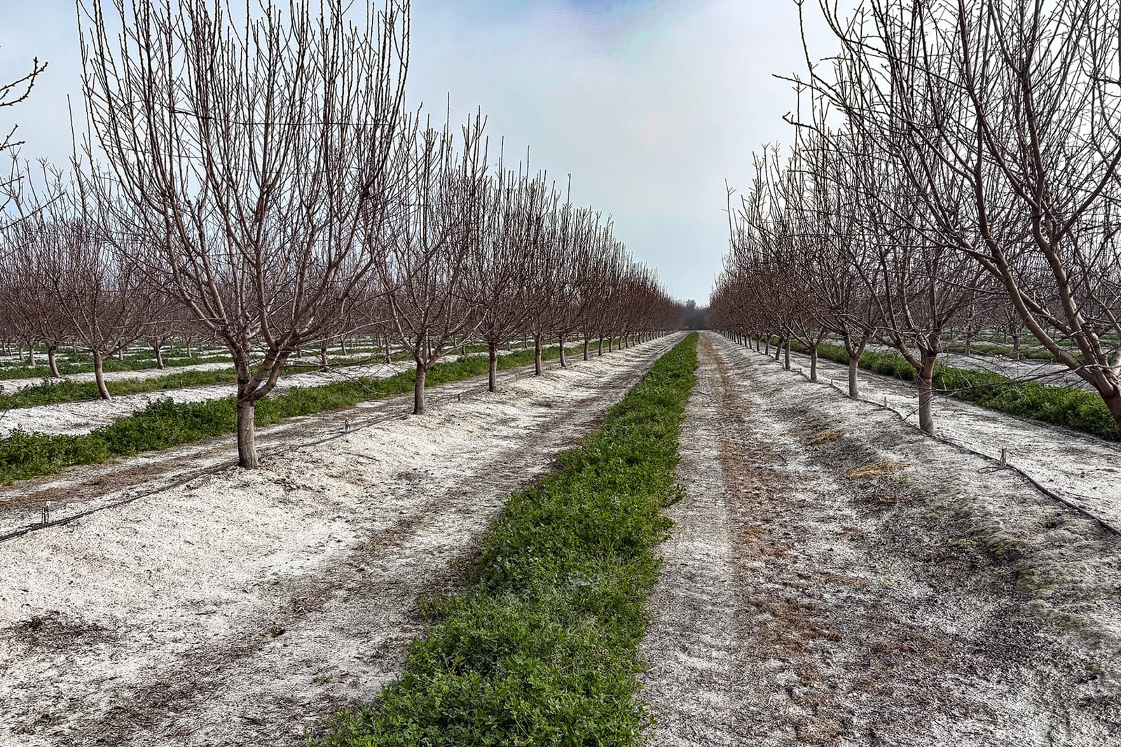 Rows of leafless trees line a dirt path in an orchard during winter, with green grass growing between the rows under an overcast sky.