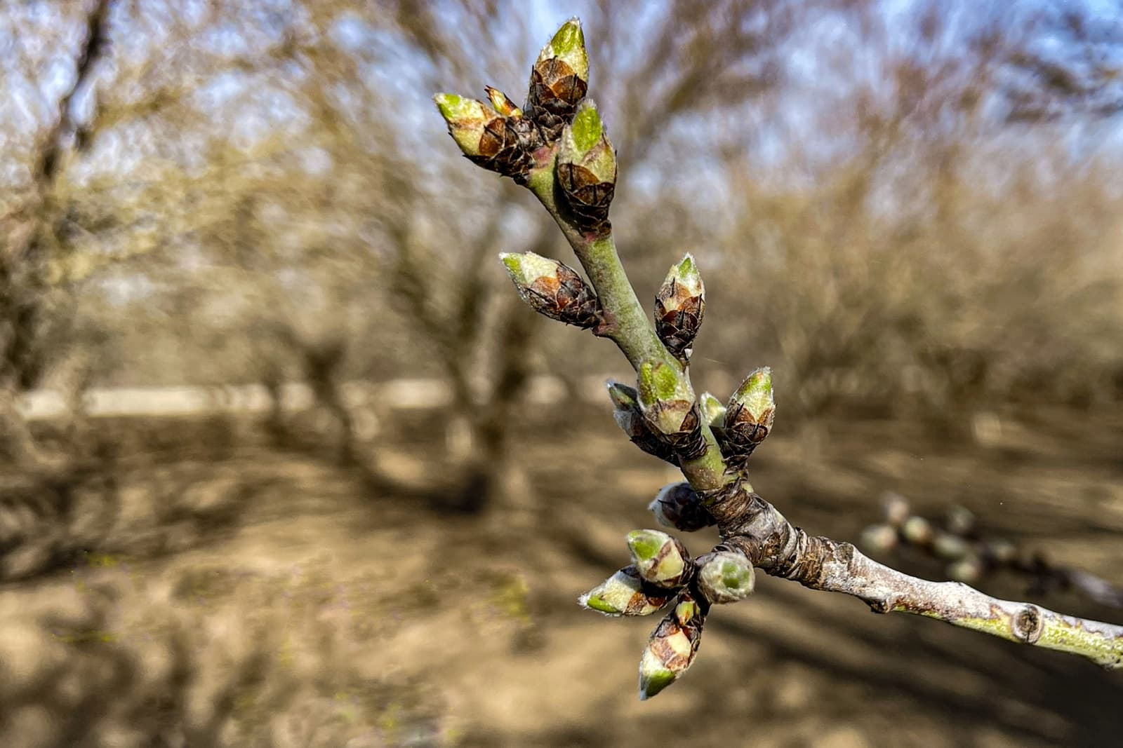 Close-up of a tree branch with multiple green buds beginning to open, set against a blurred background of leafless trees and brown ground.