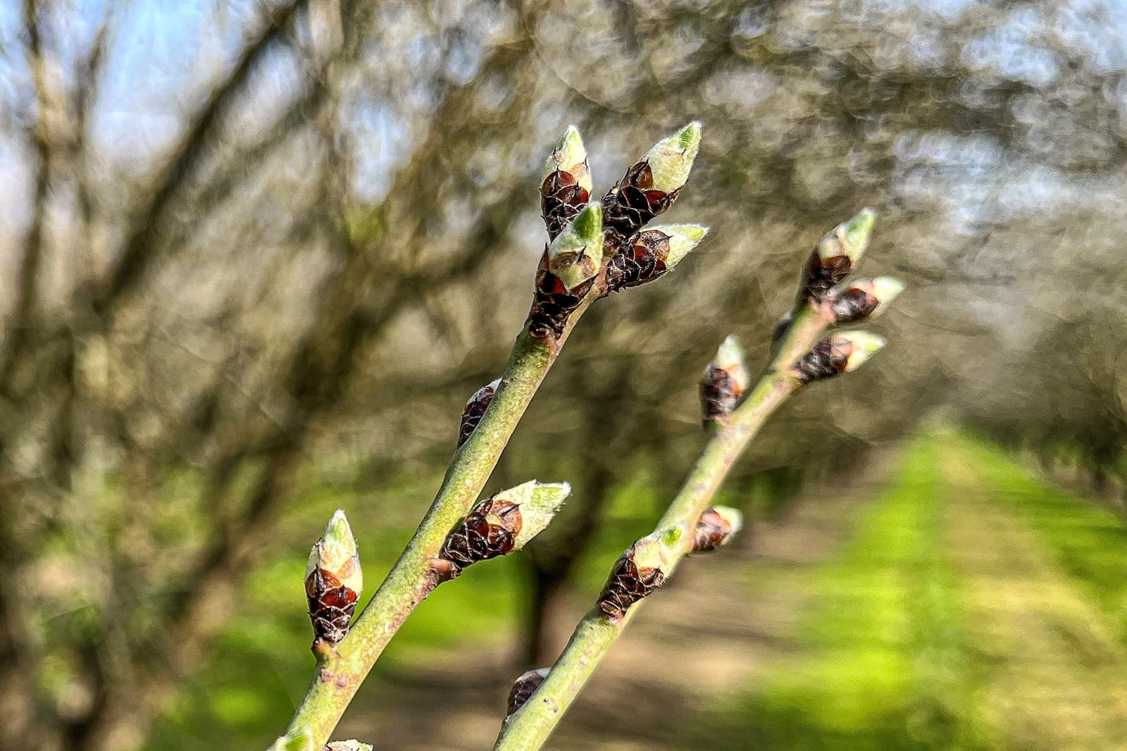 Close-up of tree branches with budding leaves, set against a blurred background of more trees and a grassy path.
