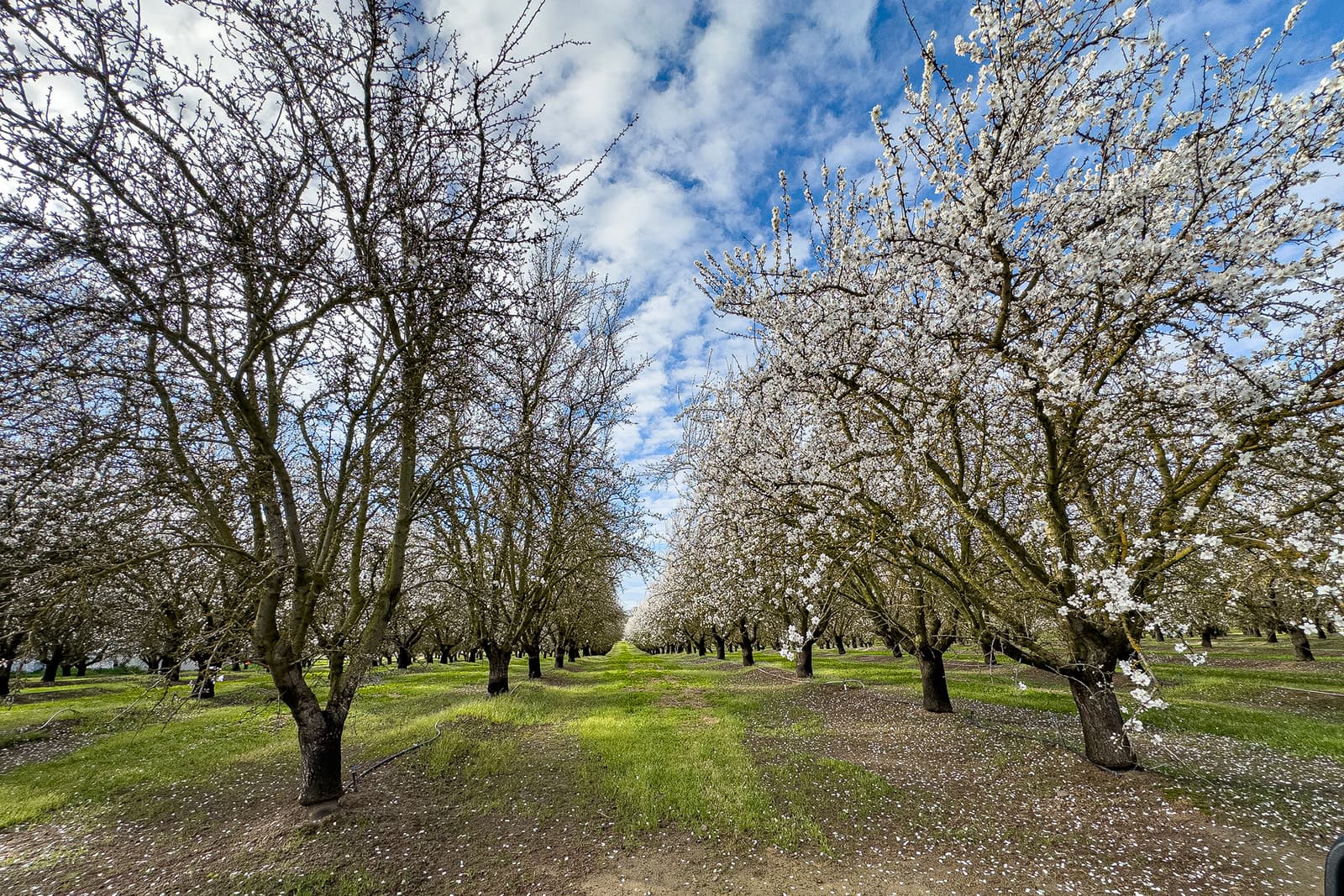 Rows of blossoming trees with white flowers stretch into the distance under a partly cloudy sky, with patches of green grass on the ground.