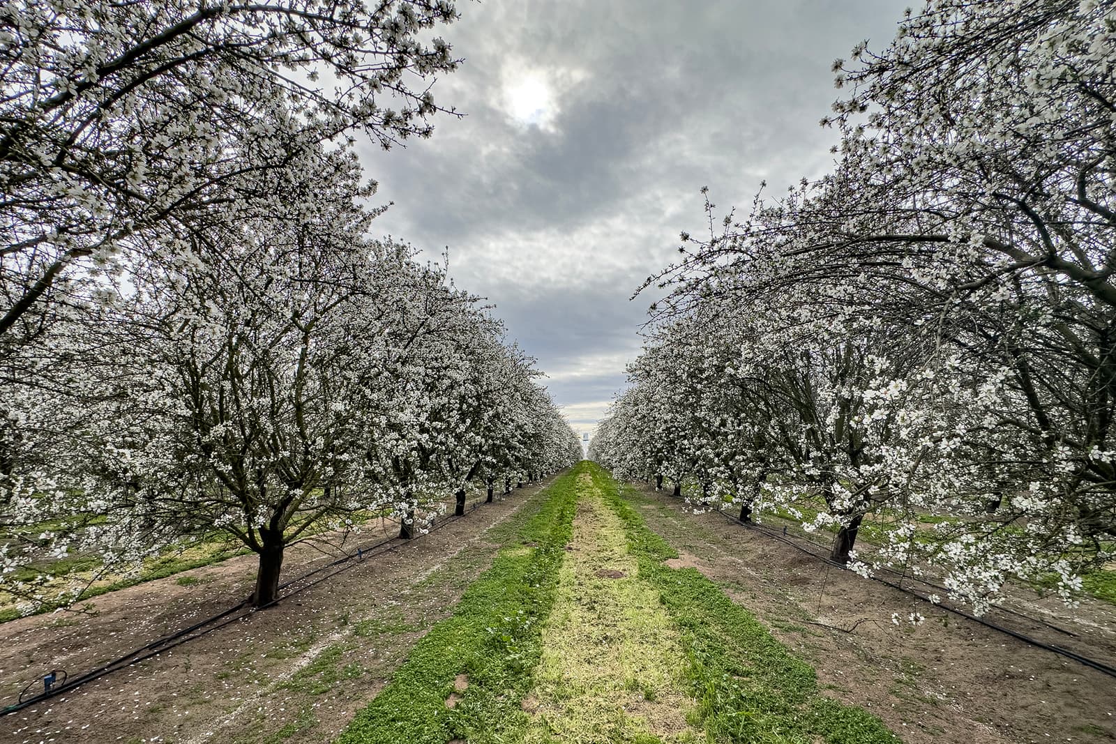 Orchard rows of trees with white blossoms on both sides, under a cloudy sky, with a grassy path running down the center.