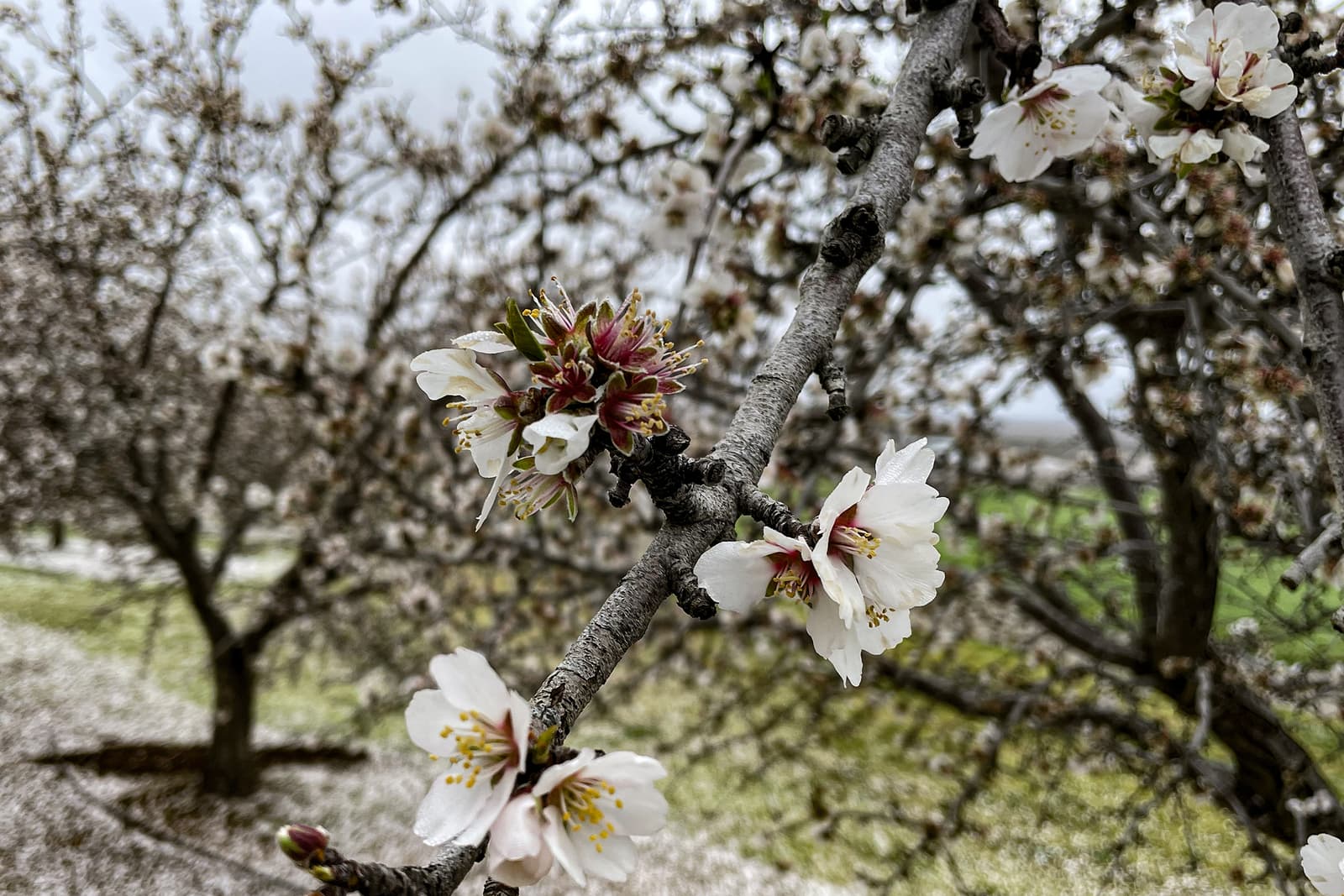 Close-up of white almond blossoms on a tree branch, with blurred orchard trees and green grass visible in the background.