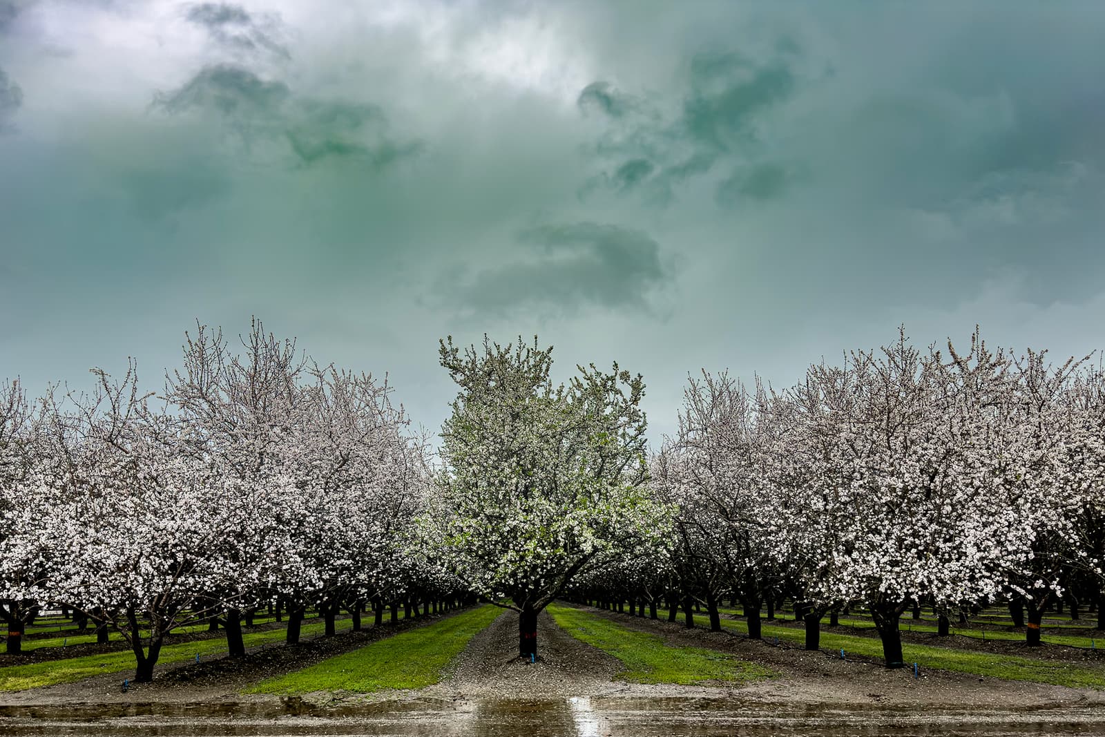 Rows of blossoming trees in an orchard under a cloudy sky, with puddles of water on the ground.