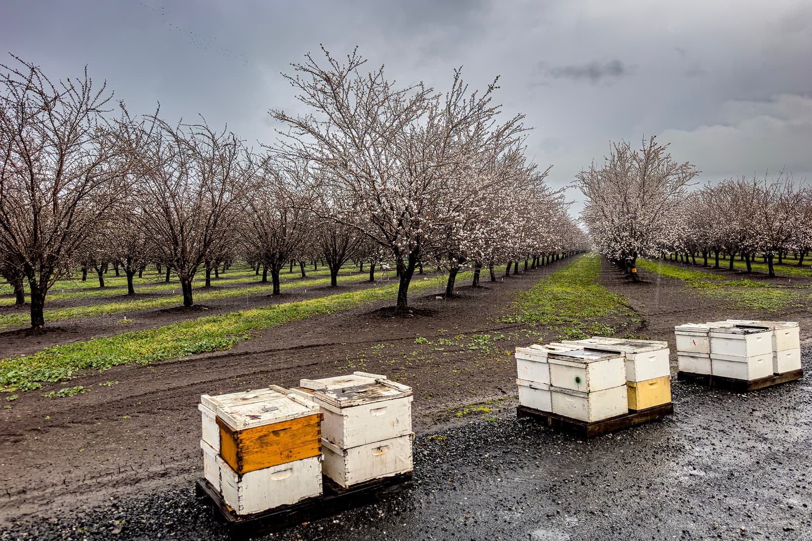 Rows of blooming trees in an orchard with four bee hive boxes placed on the ground in the foreground under a cloudy sky.