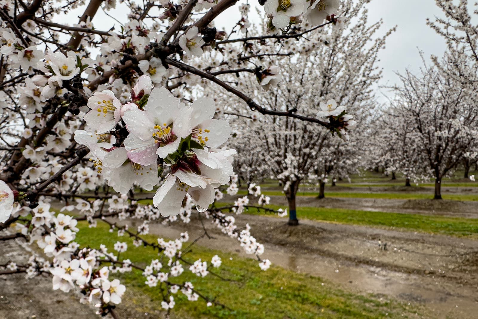 Close-up of blooming white flowers on a tree branch in an orchard, with rows of similar trees and wet ground visible in the background.