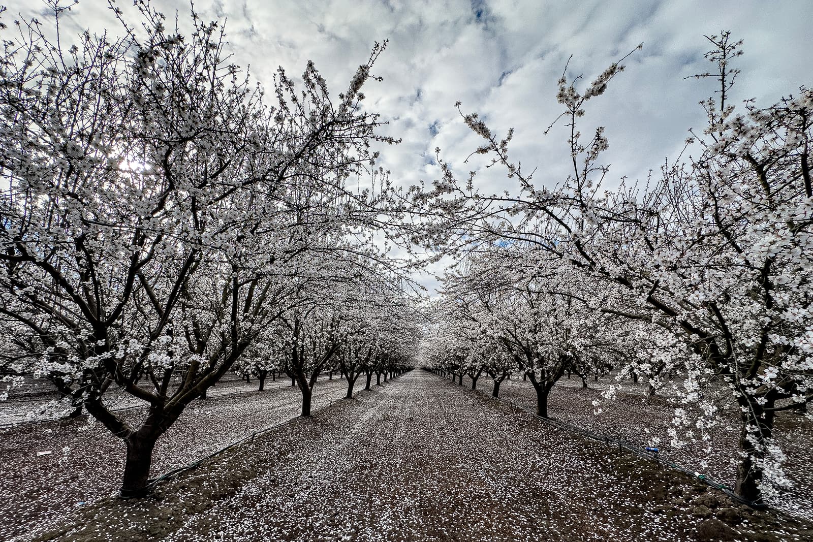 Rows of blossoming trees with white flowers line a path, creating a symmetrical view under a cloudy sky. Petals cover the ground.