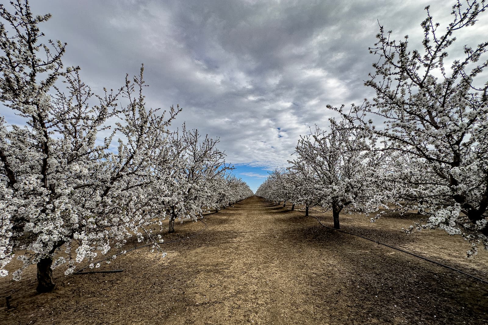 Rows of blossoming trees with white flowers line a dirt path under a cloudy sky, extending toward the horizon.