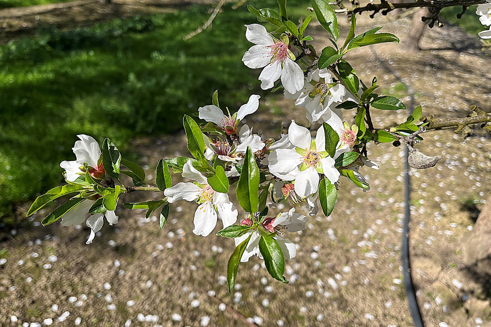 A branch with clusters of white flowers and green leaves is shown in focus, with a blurred grassy and sandy background.