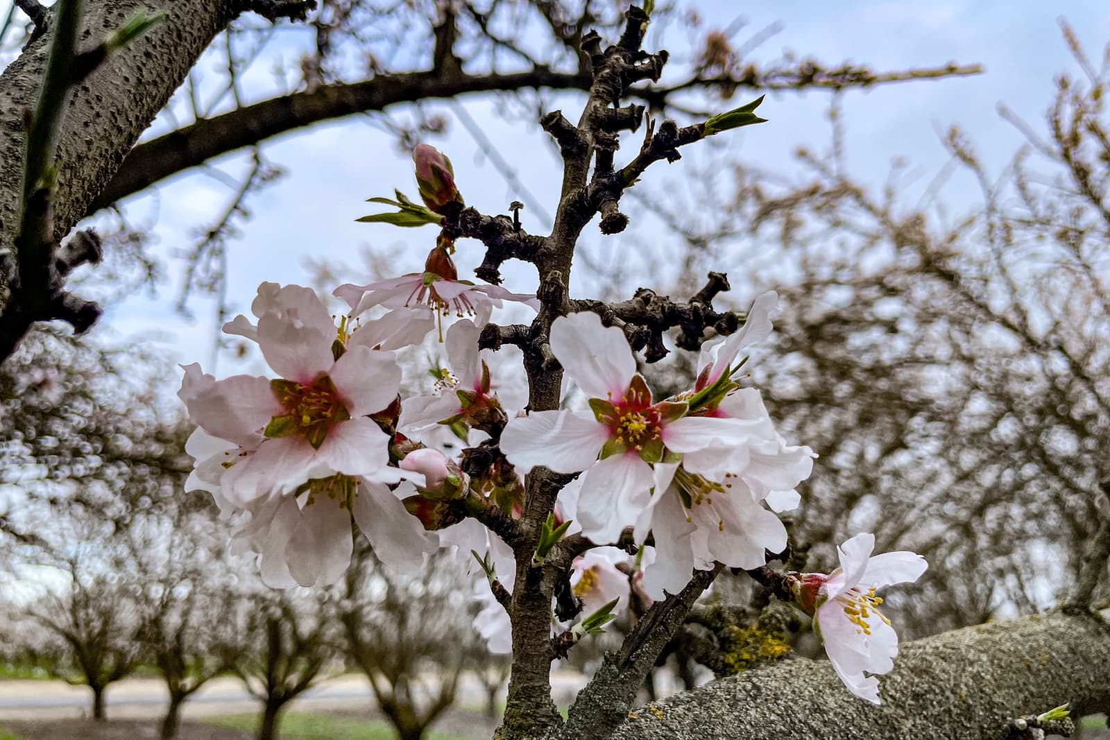 Close-up of white and pink almond blossoms on a tree branch, with blurred orchard trees and a cloudy sky in the background.