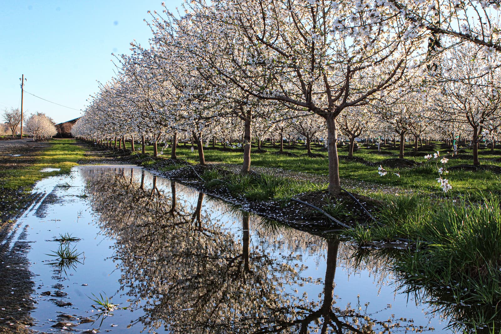 Rows of blossoming trees are reflected in a long puddle of water beside a dirt path, under a clear blue sky.