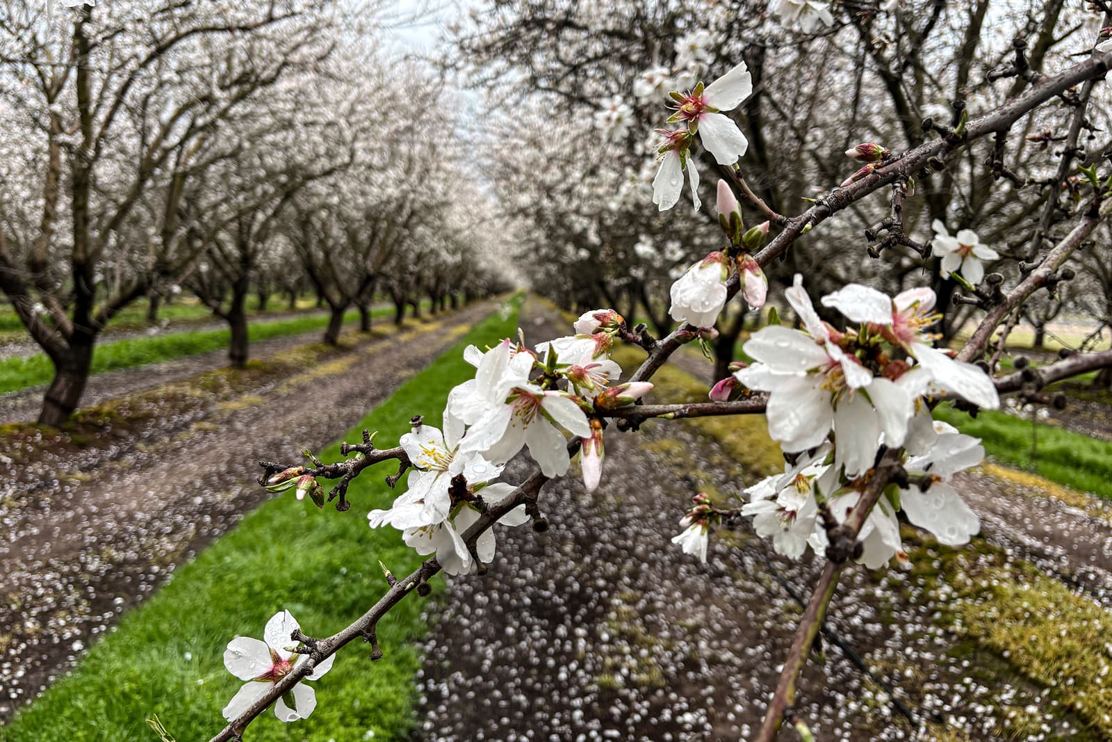 Close-up of white blossoms on a tree branch in an orchard with rows of blooming trees and scattered petals on the ground.