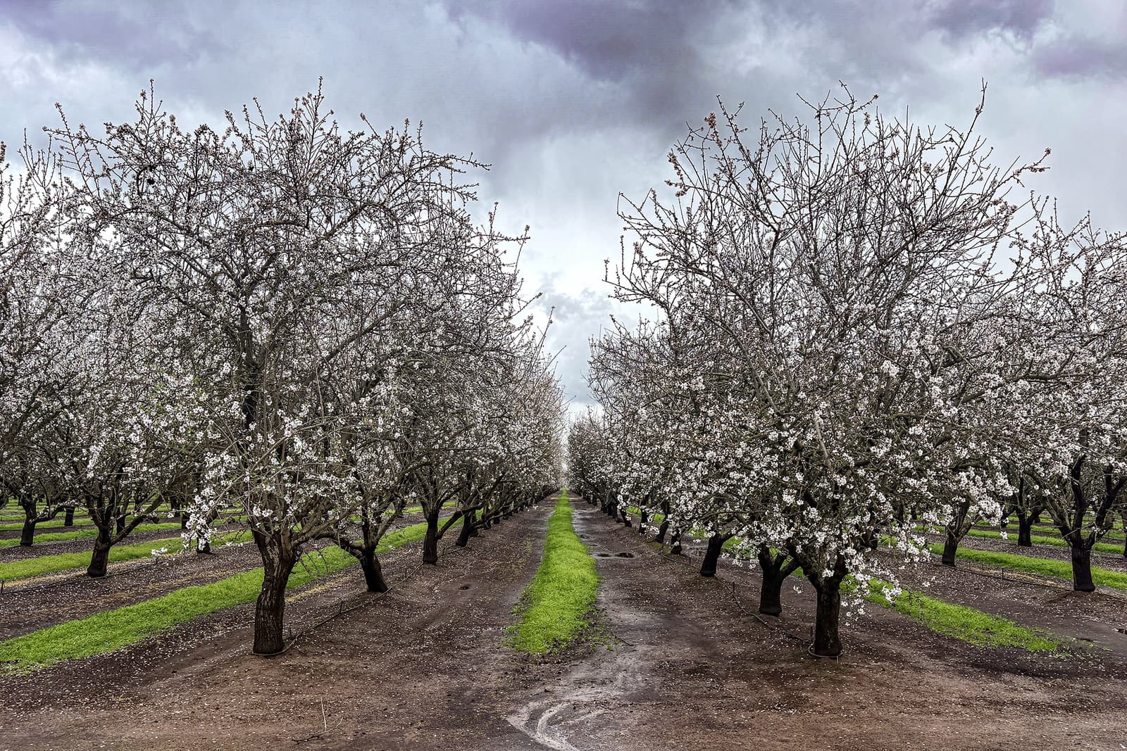 Rows of blossoming trees in an orchard under a cloudy sky, with a dirt path running down the center and patches of green grass along the ground.