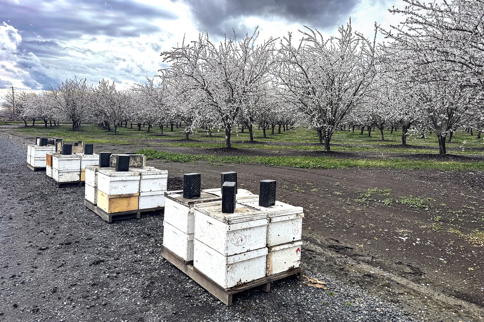 Three white bee boxes sit on the ground near a blooming orchard with cloudy skies above.