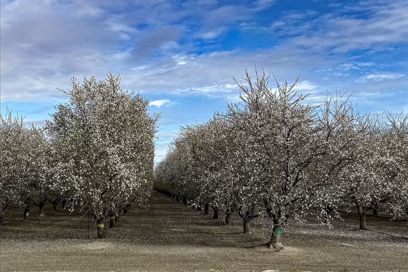 Rows of blossoming trees with white flowers stand on bare soil under a partly cloudy blue sky.