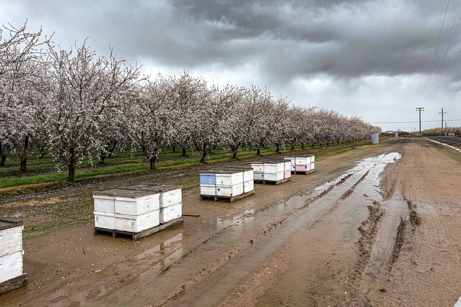 Beehive boxes sit on a muddy road beside rows of blooming trees under a cloudy sky.