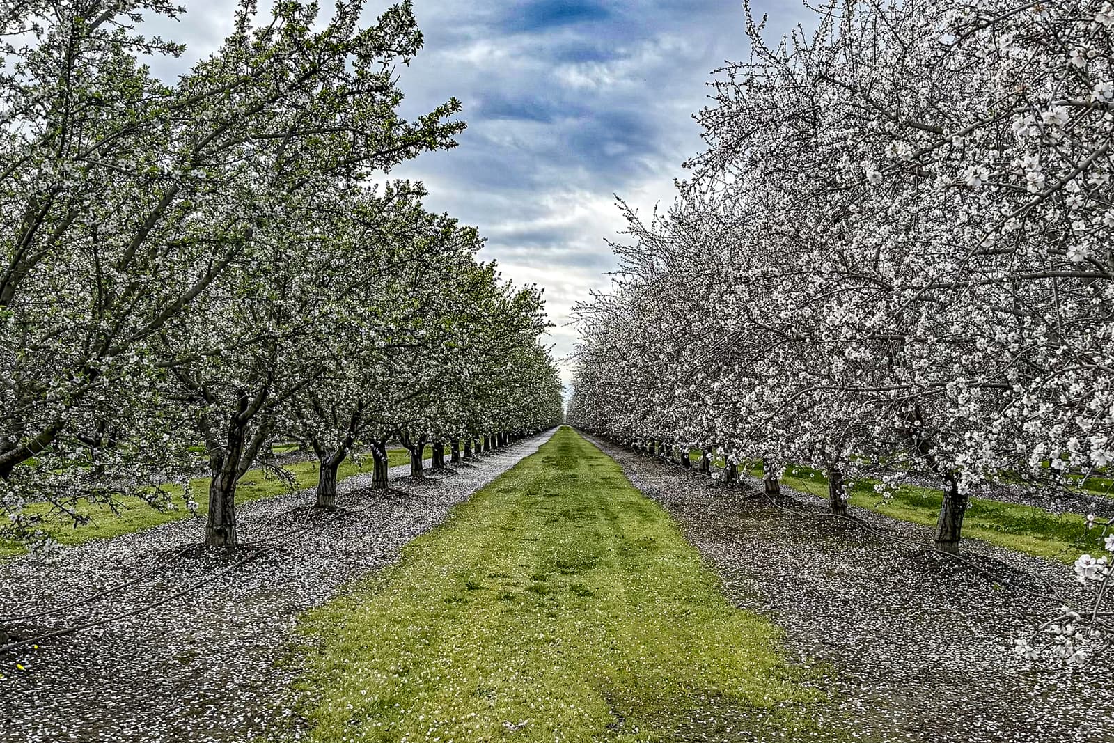 Rows of blossoming trees line a grassy path under a cloudy sky, with white petals scattered on the ground.