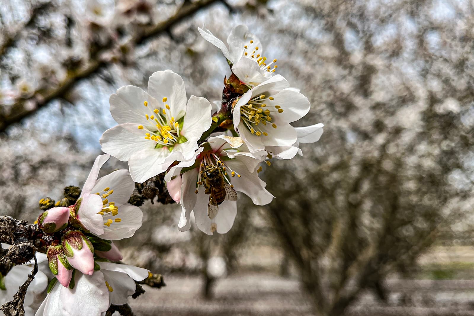 A bee collects nectar from white almond blossoms on a tree branch, with more blurred blossoms and branches in the background.