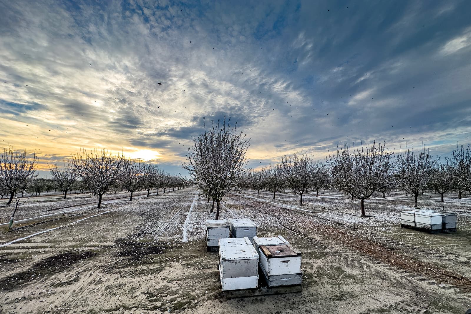 Several white beehive boxes sit in a blooming orchard at sunrise, with rows of trees and scattered clouds in the sky.