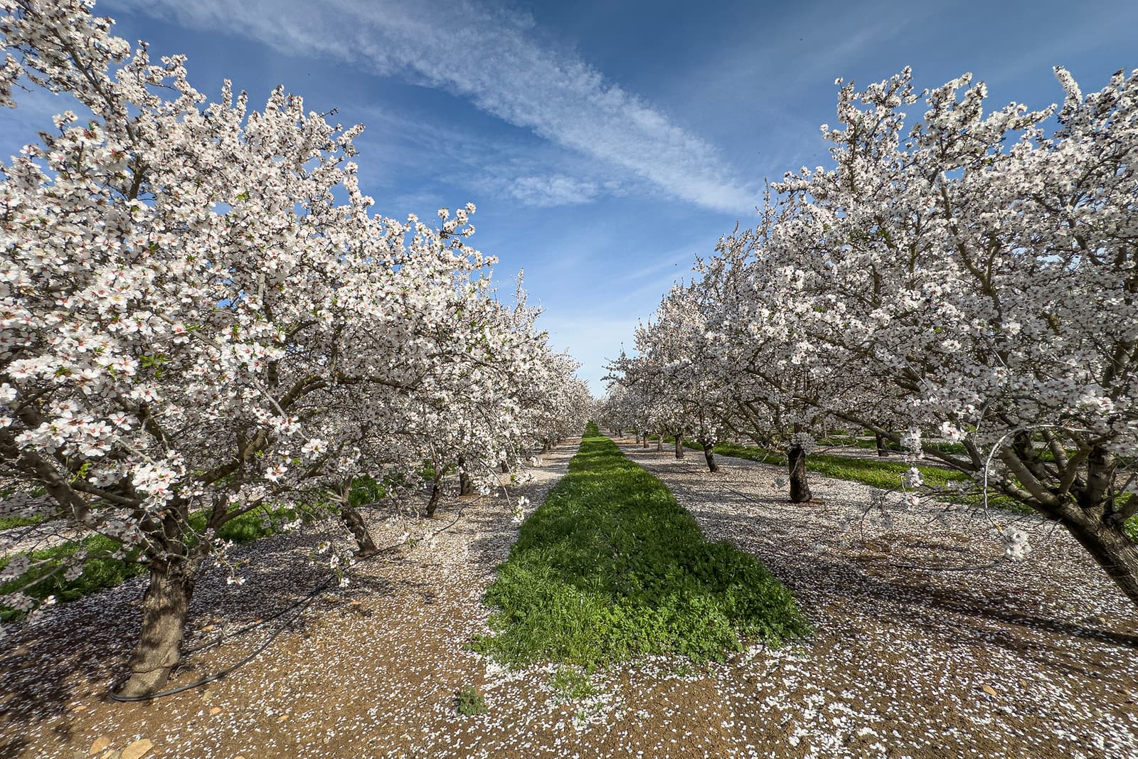 Rows of trees with white blossoms stand under a blue sky, with a strip of green grass running between them and petals scattered on the ground.